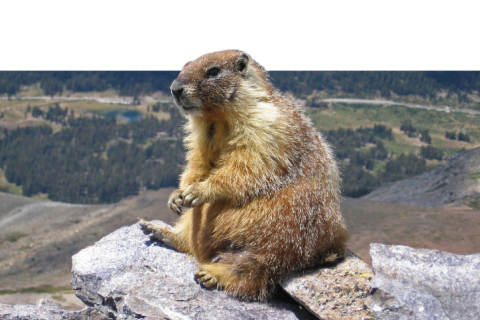 MarmotaMarchApril2023