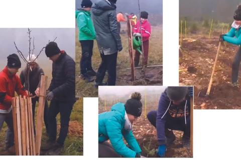 Youth planting trees
