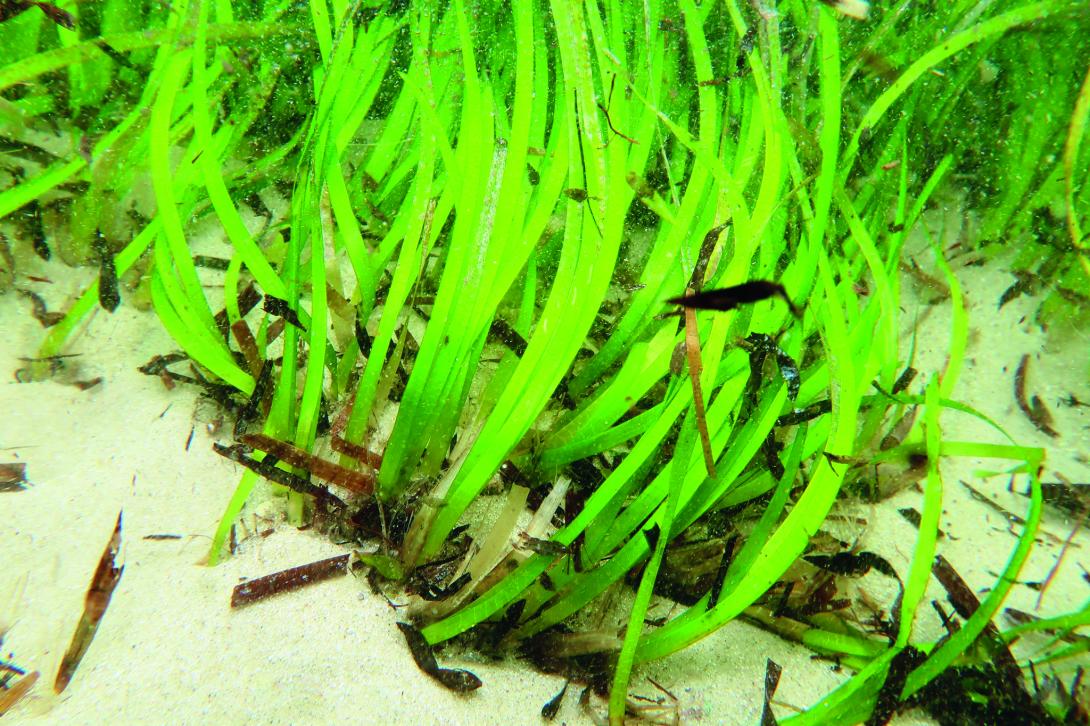 seagrass