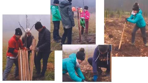 Youth planting trees